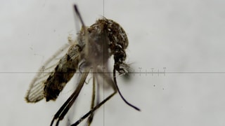 Insect cun il virus Zika