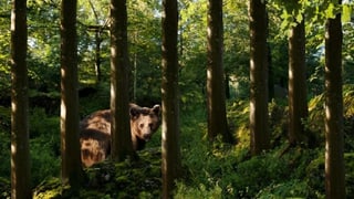 Sumegliant sco en il zoo a Goldau pudessi bainbaud er vesair ora ad Arosa.