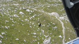 L'urs JJ3 en la Val d'Alvra, fotografà or dal helicopter.