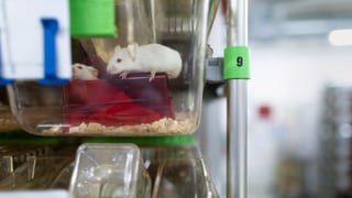 Duas mieurs che servan per experiments.