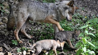 Mamma luf cun dus pitschens: