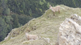 Chavra e boc ensemen in viadi