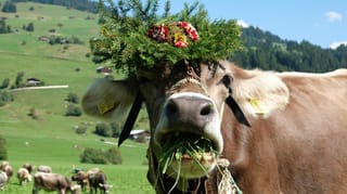 Kuh die frisst beim Alpabzug in Brigels