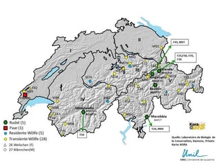 Carta geografica che mussa ils lufs identifitgads en la Svizra Carta geografica che mussa ils lufs identifitgads en la Svizra