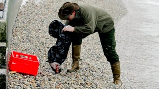 Um che prenda si in utschel mort