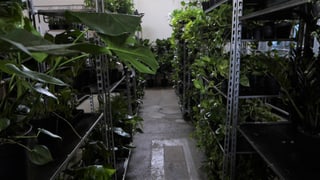 Il magasin da feey cun 1000 plantinas e 40 sorts ord l’Ollanda Il magasin da feey cun 1000 plantinas e 40 sorts ord l’Ollanda