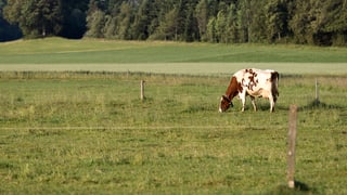 ina vatga brina cun tachels sin ina pastgira