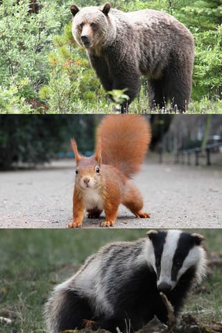 divers animals che fan ina pausa d'enviern divers animals che fan ina pausa d'enviern