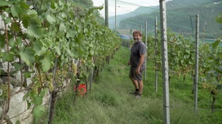 In um en sia vigna. In um en sia vigna.