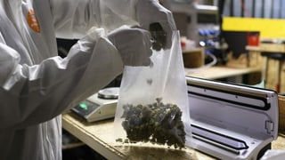 Doctoressas e medis duain pudair prescriver cannabis direct cun in recept a las pazientas ed ils pazients.