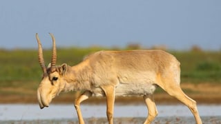 Purtret d'ina antilopa da saiga. Purtret d'ina antilopa da saiga.