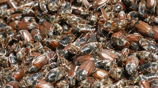 270 buccarias rimnadas a Trin Mulin l'onn 2008.