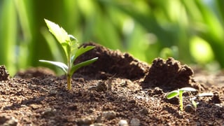 Duas plantas pruin ord la terra.