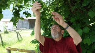 Oskar Hugentobler examinescha mintga di differentas plantas.