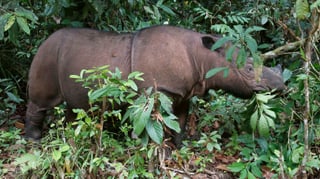 Purtret d'in rinoceros da l'Indonesia. 