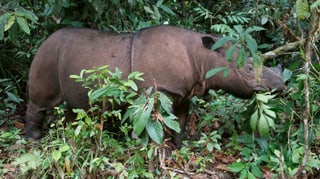 Purtret d'in rinoceros da l'Indonesia. Purtret d'in rinoceros da l'Indonesia.