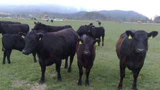 Vatgas da la razza Angus.