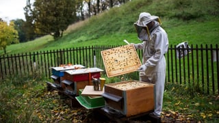 In apicultur avra ina chascha cun avieuls. 