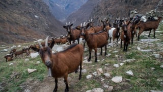 Chavras en muntogna.