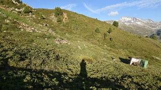 La maschina agricula è cupitgada pliras giadas da la spunda giu. 
