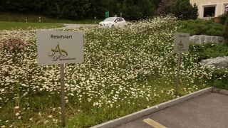 Parcadis reservads dasperas l'entrada da l'ustaria da la plazza da golf.