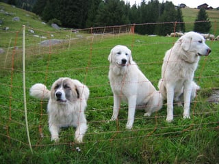 Dasperas ils dus raz da chauns da protecziun che la confederaziun lubescha, qua ils Montagnes de Pyrenées.....