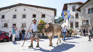 Kühe laufen ins Dorf Müstair rein