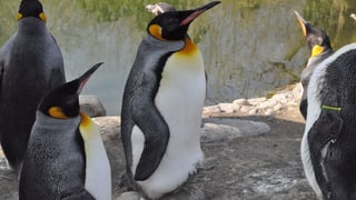 Pinguins