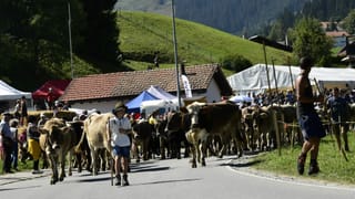 Kühe am Alpabzug in Breil