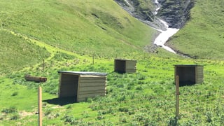 Trais tegias pitschnas entamez la prada.