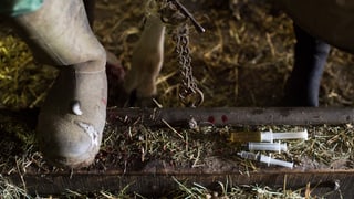 Purtret d'in stival d'in pur dasper ina vatga e squittas d'antibiotica. 