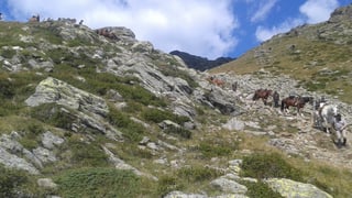 Il traject dal Vnuost al «Ultental».