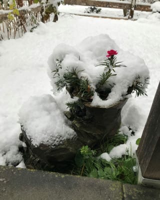 Nagut crescha oz en iert uschè spert sco la naiv.