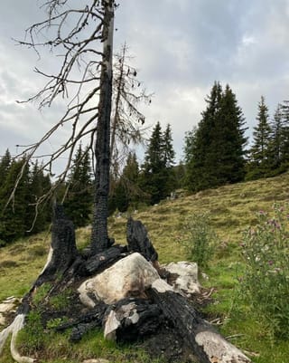 Planta tutgada dal chametg.