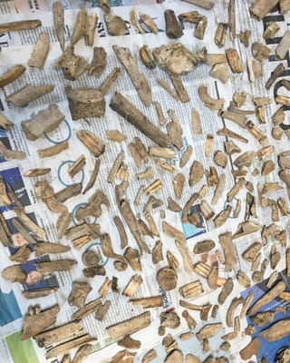 Fragments d'ossa chattà en ina fossa a Piuro. 