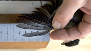 Purtret d'in maset nair ed in collavuratur da la staziun ornitologica che mesira la lunghezza da l'ala da l'utschel. 