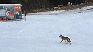 Dacurt han ins vis in luf sin pista a Sursaissa. Dacurt han ins vis in luf sin pista a Sursaissa.