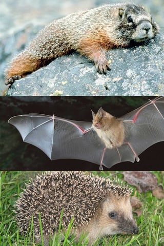 animals che fan in sien d'enviern animals che fan in sien d'enviern