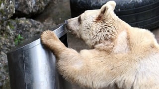 Urs ch'emprova d'avrir in recipient da rument che vegn testà en il parc da Goldau. Urs ch'emprova d'avrir in recipient da rument che vegn testà en il parc da Goldau.