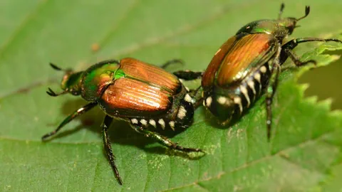 Zwei Käfer auf einem grünen Blatt.