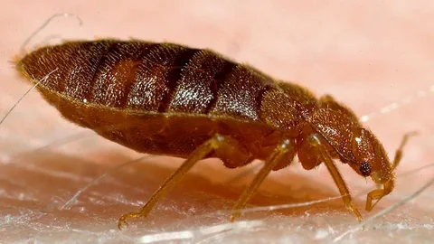 Nahaufnahme eines Insekts auf einer Hautoberfläche.
