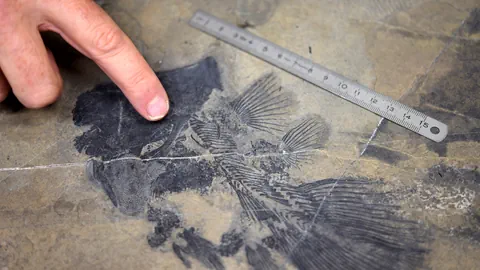 Il fossil dal Ducan.