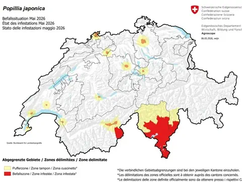 Karte der Schweiz mit farbigen Zonen, die einen Befall durch den Japankäfer anzeigen.
