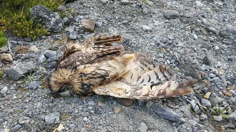 Ein Vogel liegt tot auf einem steinigen Boden.