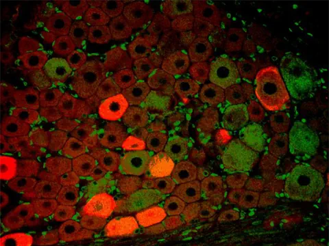 Fluoreszierende Zellen