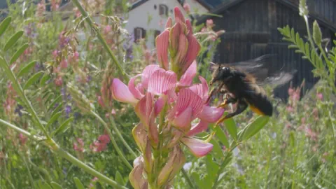 Hummel auf rosa Blume im Garten.