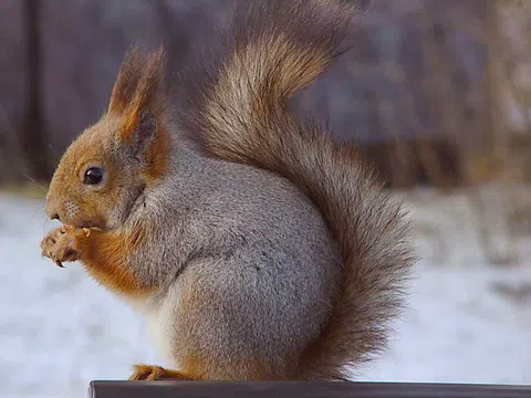 Eurasisches Eichhörnchen
