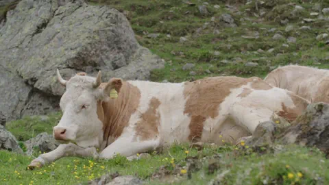 vatga brin-alva ruassa.