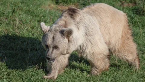 In urs siric (Ursus arctos syriacus)