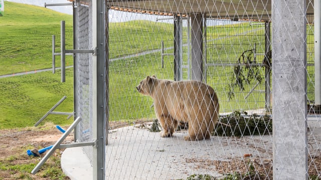 Saira: Parc d'urs ad Arosa – «Napa» è arrivà